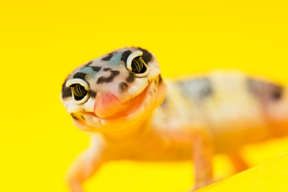 Facing Baby Geckos