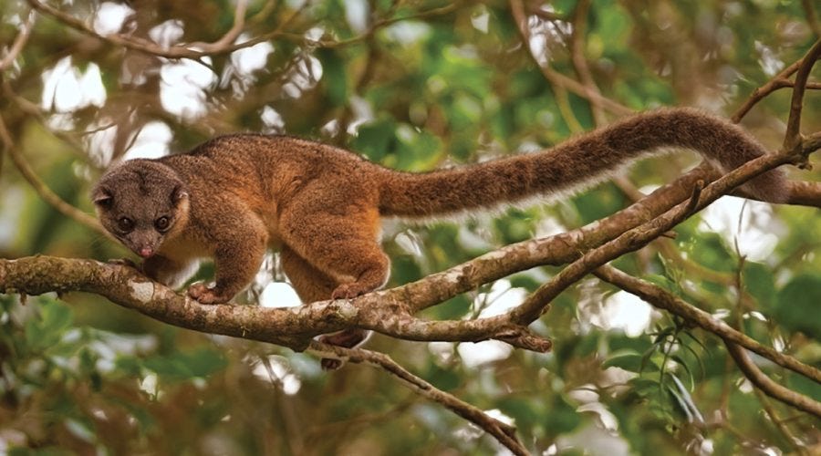 Olinguito Habitats: Exploring the Cloud Forests of Colombia and Ecuador
