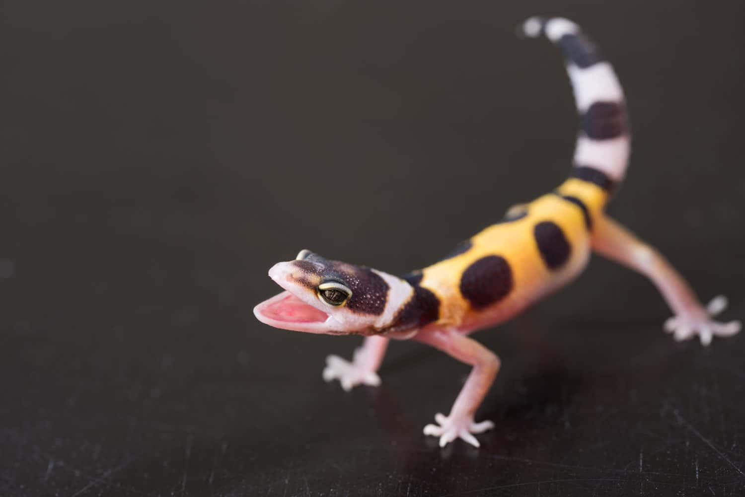 Qualities of Baby Geckos
