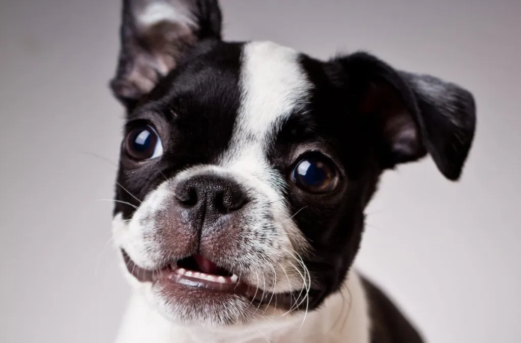 Boston Terrier: Aktivitas dan Permainan Favorit untuk Anjing Anda