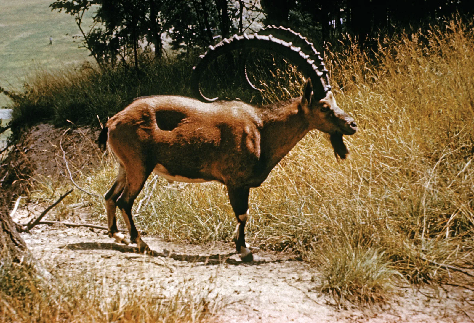 Habitat dan Distribusi Ibex Siberia