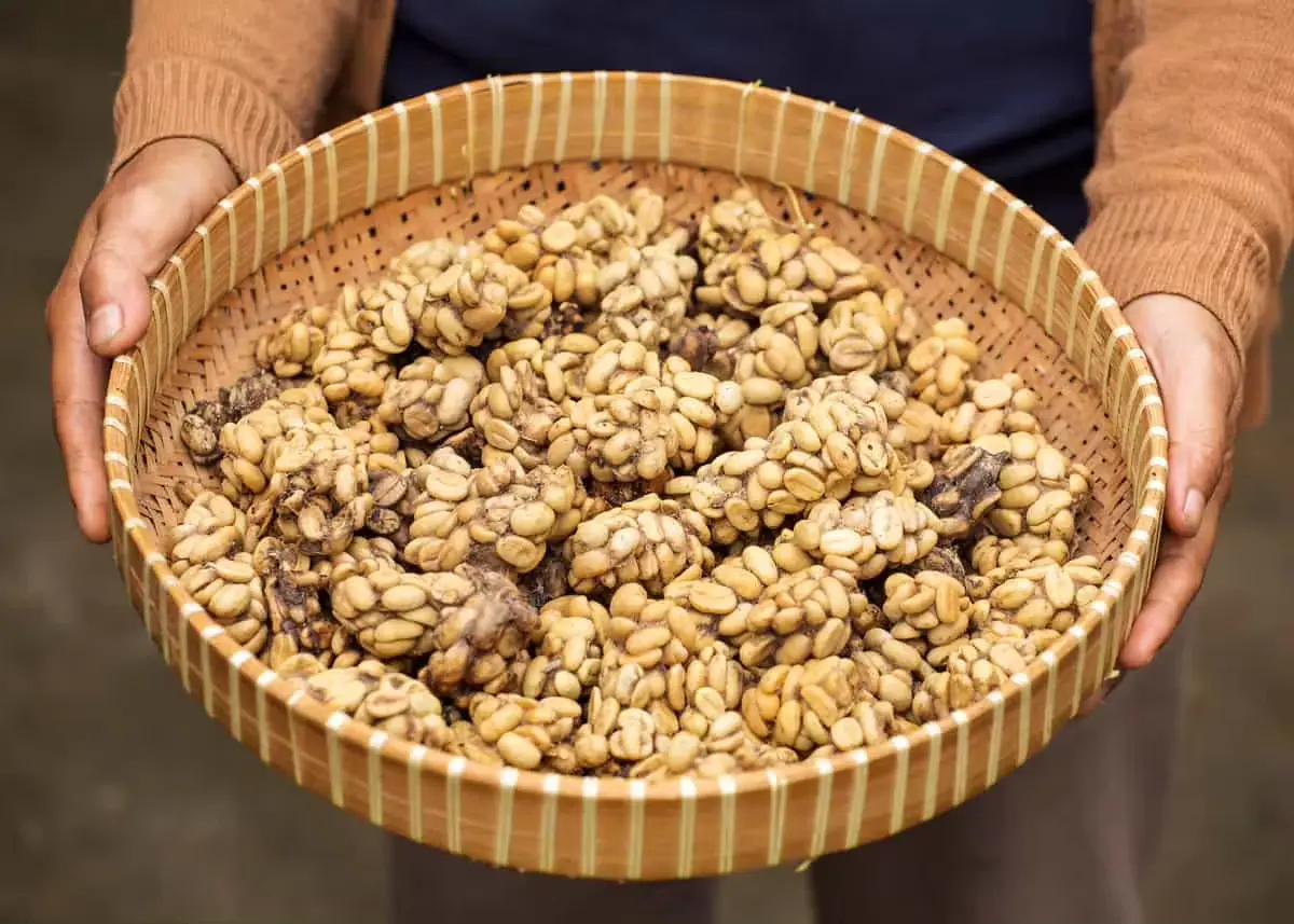Kopi Luwak The Unique Journey from Civet to Cup