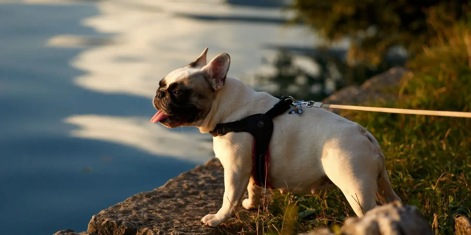 Peran Boston Terrier dalam Keluarga