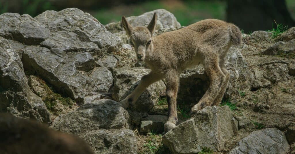 Studi dan Penelitian Terkait Ibex Siberia