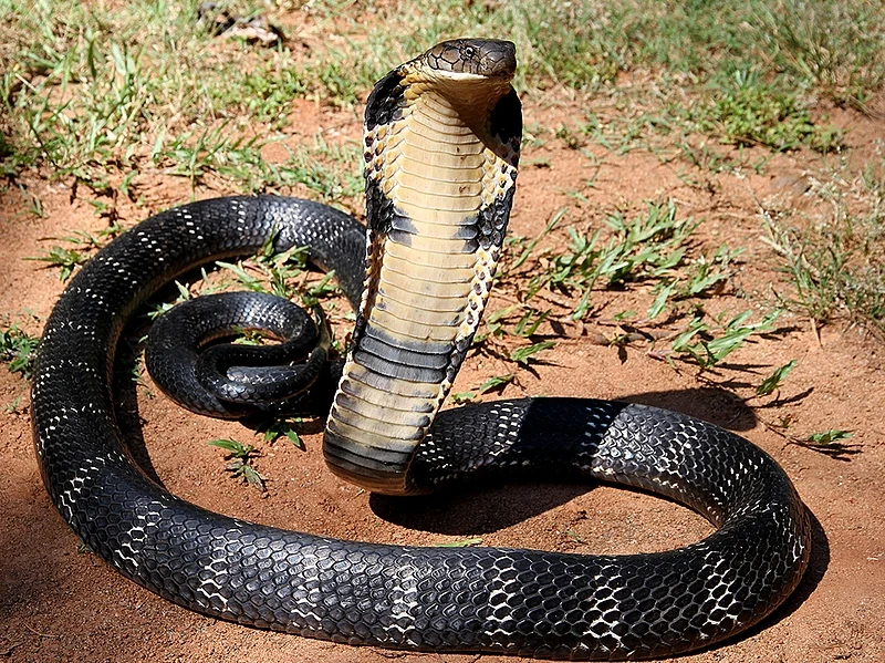 A large King Cobra slithering through a dense forest 