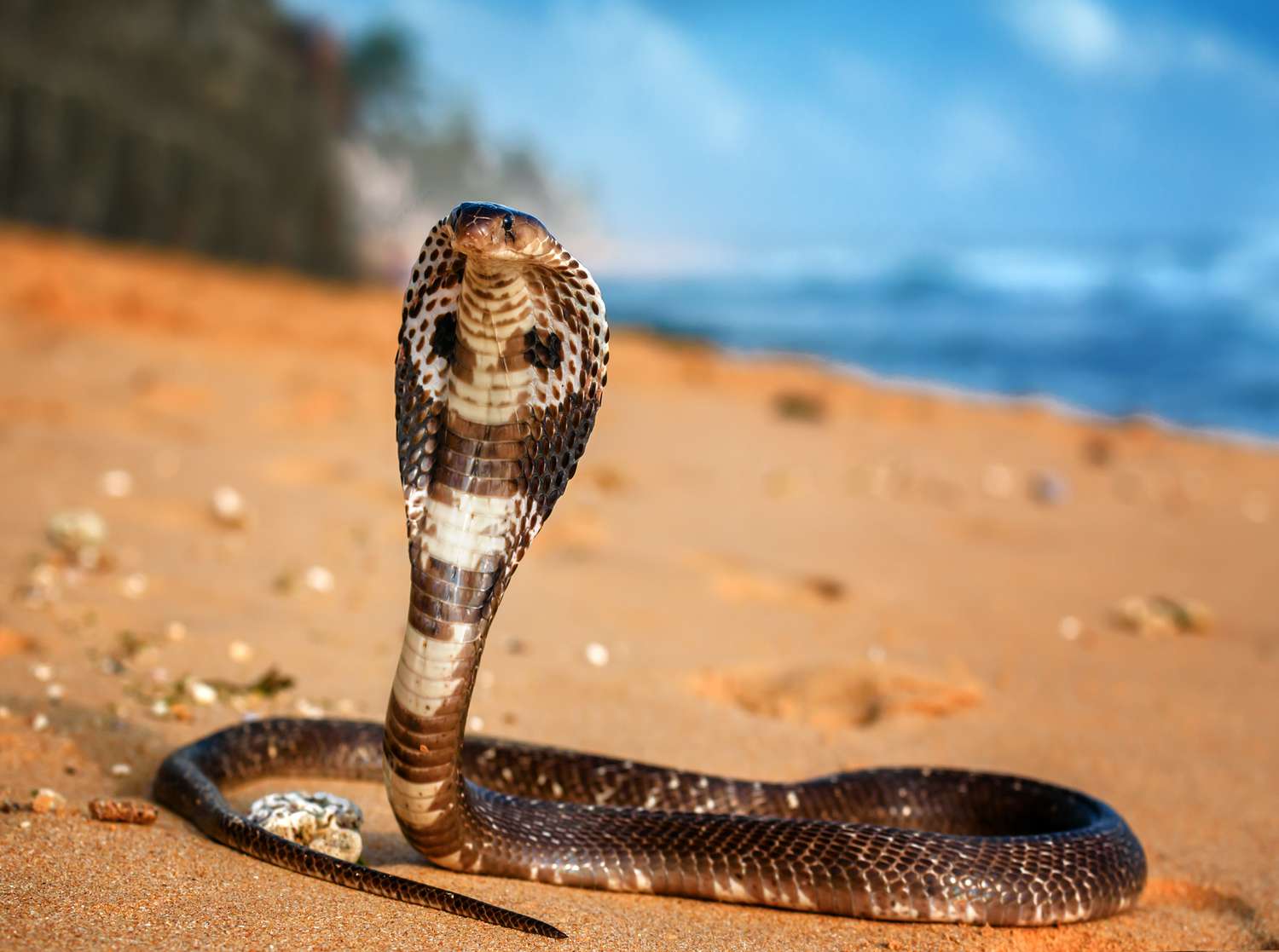 Close-up of the King Cobra’s intricate scales and hood 