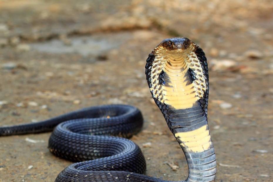 King Cobra poised to strike, showcasing its imposing size