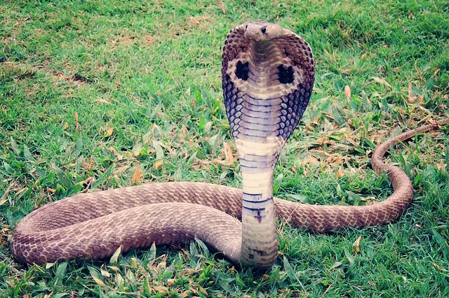 King Cobra with hood fully expanded in a defensive posture 