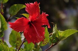 Hibiscus rosa-sinensis