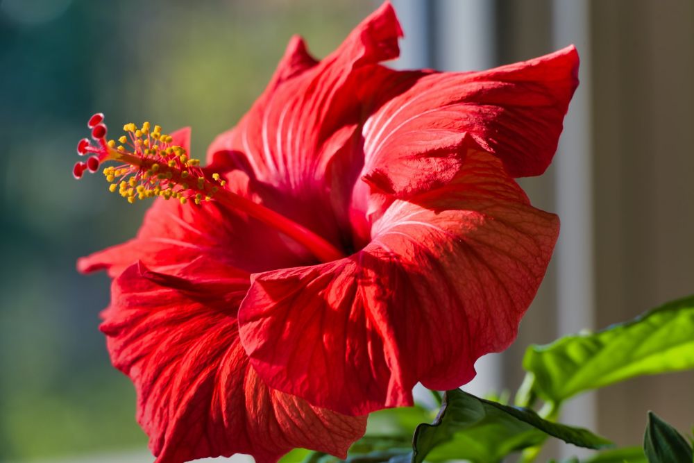 Peran Hibiscus rosa-sinensis dalam Lingkungan dan Ekosistem