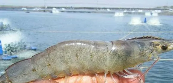 Udang Vaname: Keunggulan, Budidaya, dan Potensi Pasar