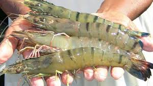 Udang Vaname