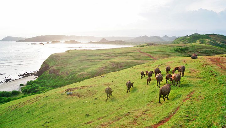 Bukit Merese Lombok: Destinasi Favorit untuk Fotografi dan Ketenangan