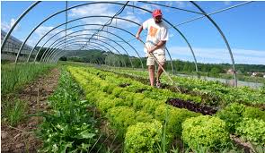 Organic Farming