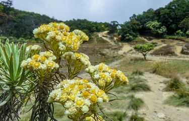 Bunga Edelweiss Jawa