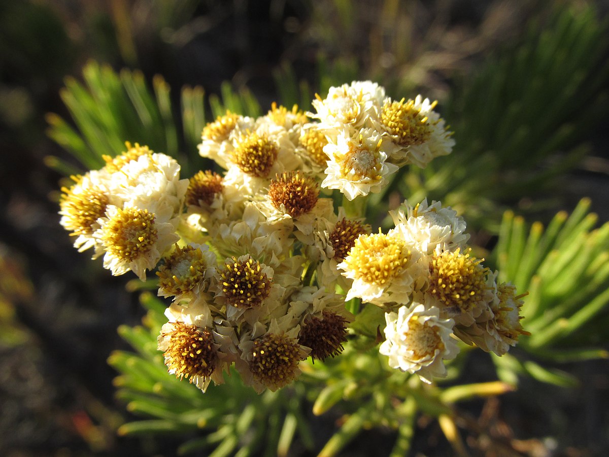 Bunga Edelweiss Jawa