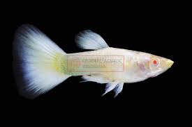 Guppy Albino