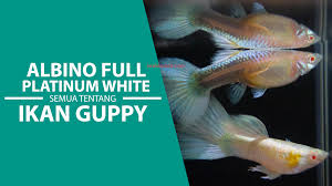 Guppy Albino