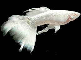 Guppy Albino