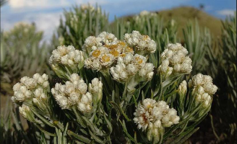 Bunga Edelweiss Jawa