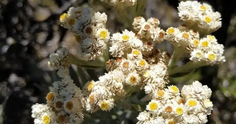 Bunga Edelweiss Jawa