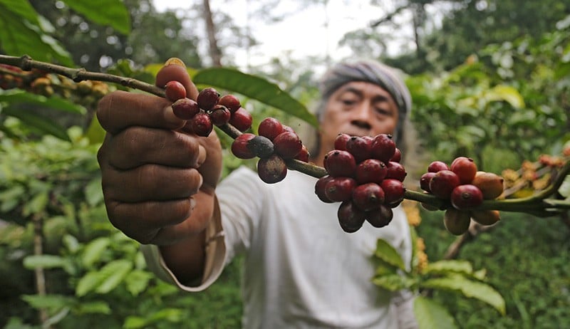 Kopi Sumatera