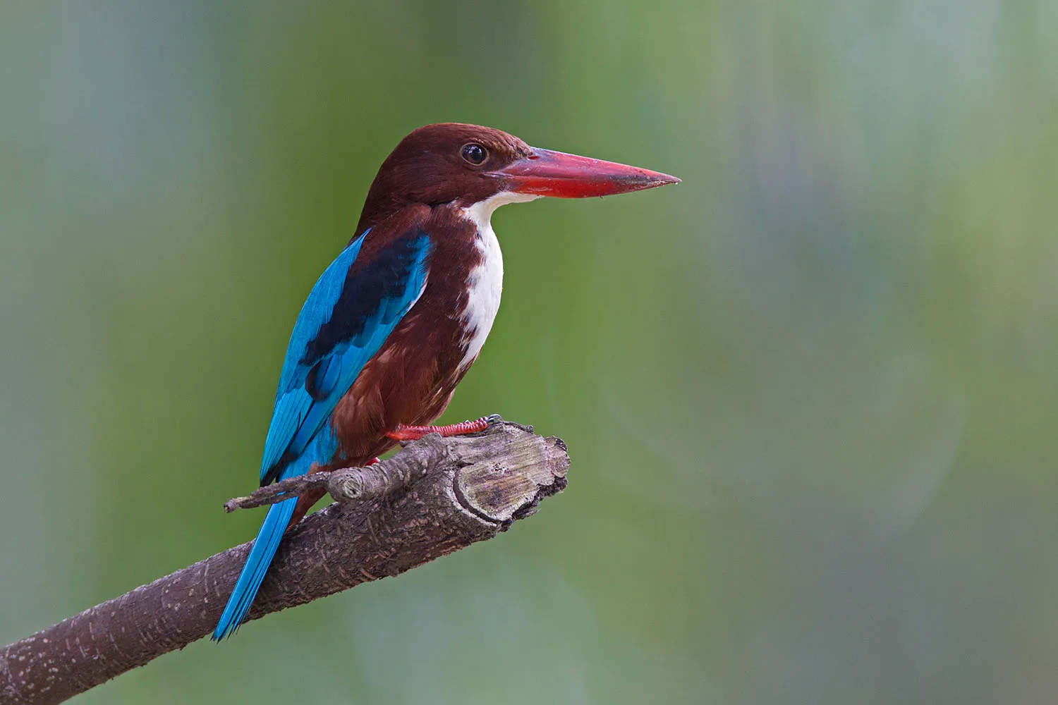 Kingfisher